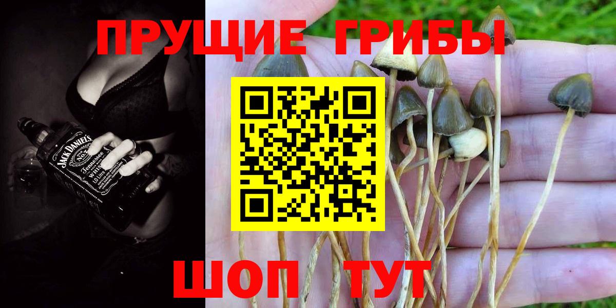 Галлюциногенные грибы Psilocybine cubensis Углич