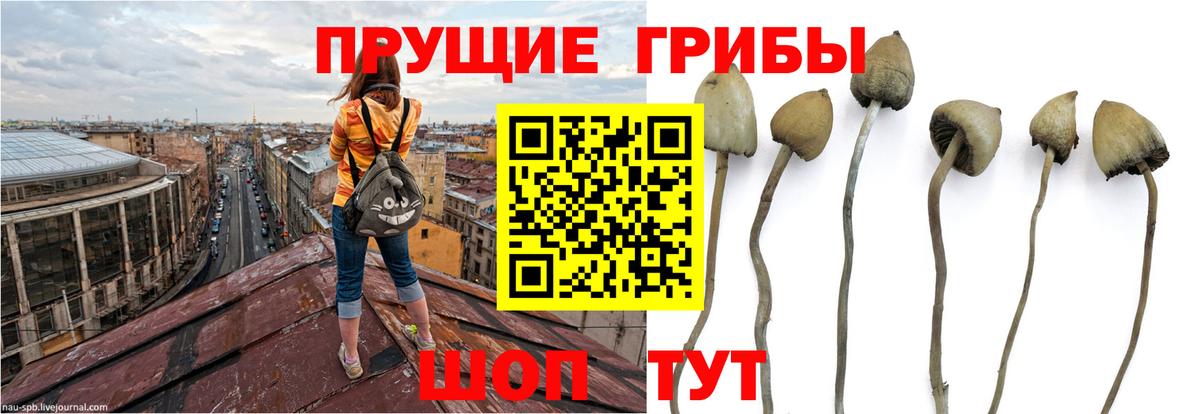 Псилоцибиновые грибы мицелий  Вход с VPN  Углич  Галлюциногенные грибы GOLDEN TEACHER 